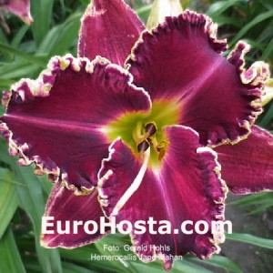 Hemerocallis Jane Mahan