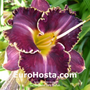 Hemerocallis Jane Mahan