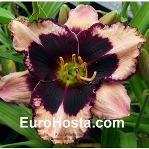 Hemerocallis Jane Trimmer