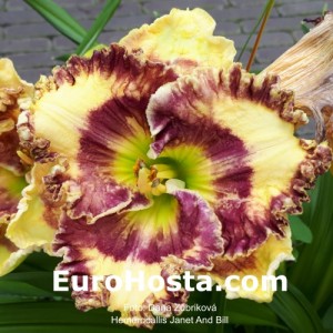 Hemerocallis Janet And Bill
