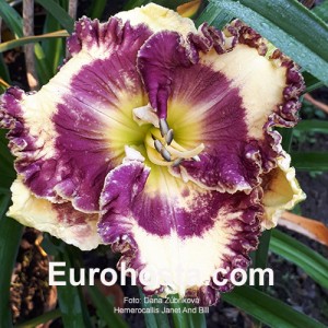 Hemerocallis Janet And Bill