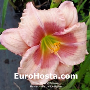 Hemerocallis Janice Brown - Eurohosta