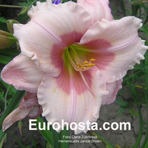 Hemerocallis Janice Brown - Eurohosta