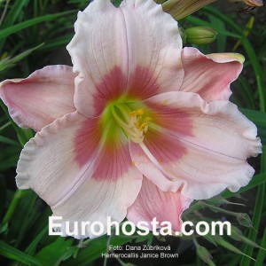 Hemerocallis Janice Brown - Eurohosta