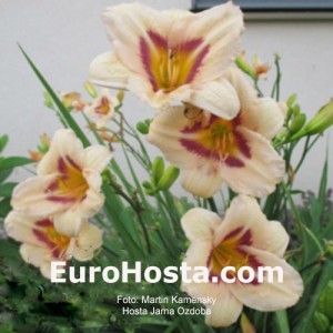 Hemerocallis Jarna Ozdoba