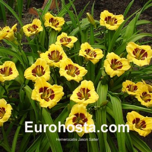 Hemerocallis Jason Salter - Eurohosta