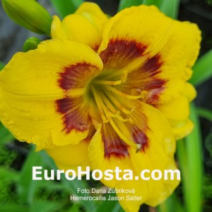 Hemerocallis Jason Salter - Eurohosta