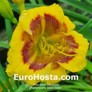 Hemerocallis Jason Salter - Eurohosta