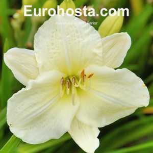 Hemerocallis Joan Senior