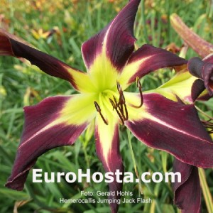 Hemerocallis Jumping Jack Flash