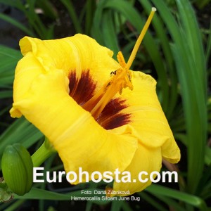 Hemerocallis Siloam June Bug