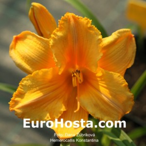 Hemerocallis Konstantina - Eurohosta