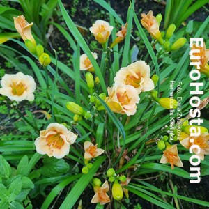 Hemerocallis Kristinka