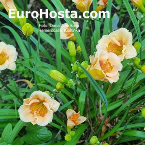 Hemerocallis Kristinka