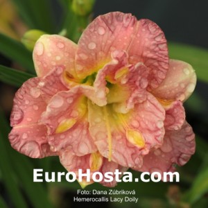 Hemerocallis Lacy Doily - Eurohosta