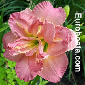 Hemerocallis Lacy Doily