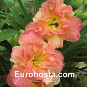 Hemerocallis Lacy Doily - Eurohosta