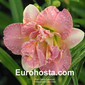 Hemerocallis Lacy Doily - Eurohosta