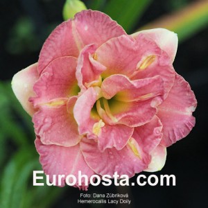 Hemerocallis Lacy Doily - Eurohosta