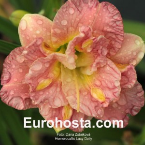 Hemerocallis Lacy Doily - Eurohosta