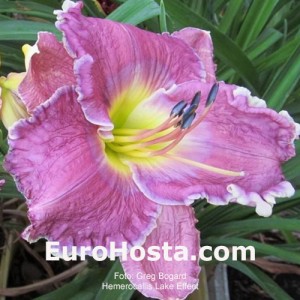 Hemerocallis Lake Effect