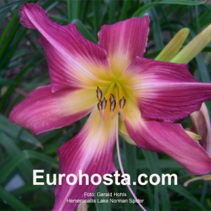 Hemerocallis Lake Normal Spider