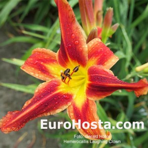 Hemerocallis Laughing Clown