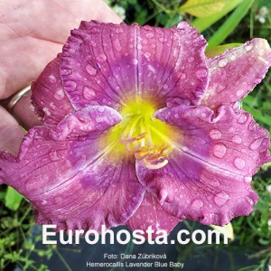 Hemerocallis Lavender Blue Baby