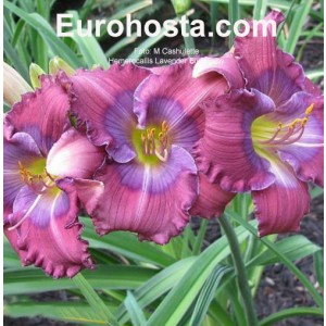 Hemerocallis Lavender Blue Baby