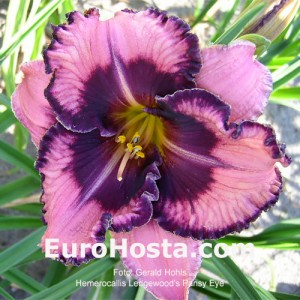Hemerocallis Ledgewood's Pansy Eye