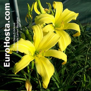 Hemerocallis Lemon Madeline