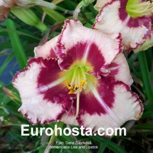 Hemerocallis Lies and Lipstick