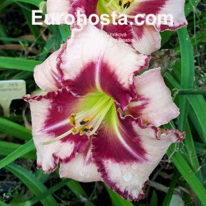 Hemerocallis Lies and Lipstick