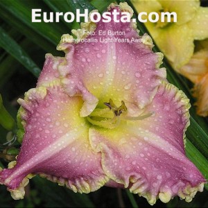 Hemerocallis Light Years Away