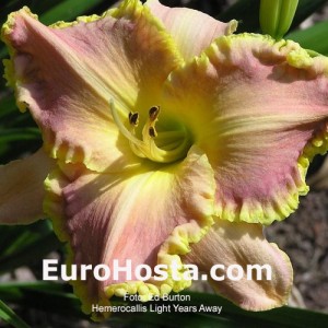 Hemerocallis Light Years Away