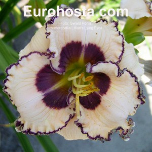 Hemerocallis Lillian´s Lying Eyes