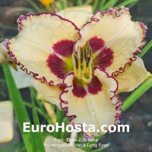 Hemerocallis Lillian´s Lying Eyes