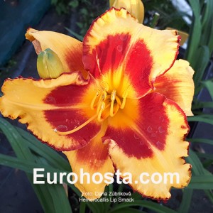 Hemerocallis Lip Smack