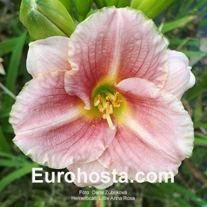 Hemerocallis Little Anna Rosa 