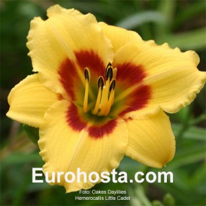 Hemerocallis Little Cadet