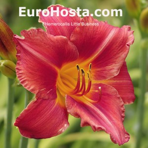 Hemerocallis Little Business