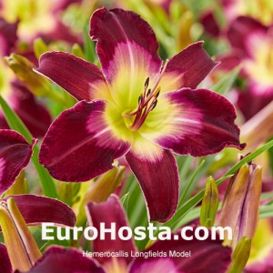 Hemerocallis Longfields Model