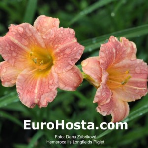 Hemerocallis Longfields Piglet