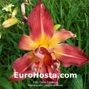 Hemerocallis Longfields Twins - Eurohosta