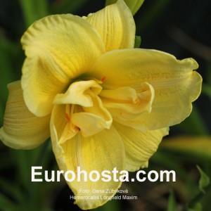 Hemerocallis Longfields Maxim - Eurohosta