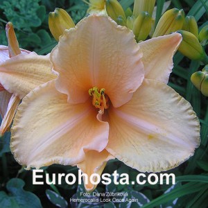 Hemerocallis Look Once Again - Eurohosta