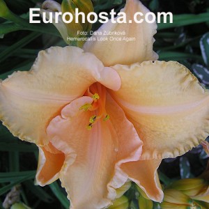 Hemerocallis Look Once Again - Eurohosta