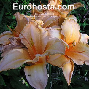 Hemerocallis Look Once Again - Eurohosta