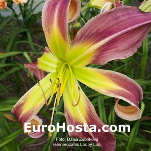 Hemerocallis Loopy Loo - Eurohosta