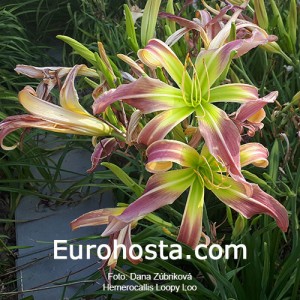 Hemerocallis Loopy Loo - Eurohosta